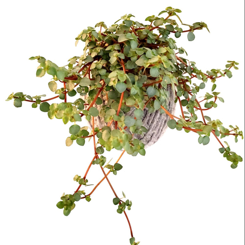 苔玉ハンギング】ピレア・グラウカ・グレイシー② その他インテリア 