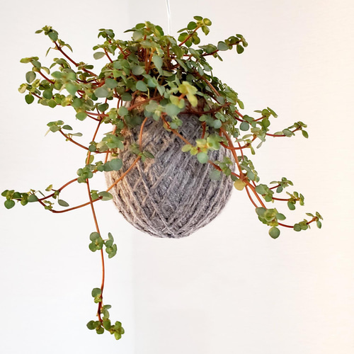 苔玉ハンギング】ピレア・グラウカ・グレイシー② その他インテリア 