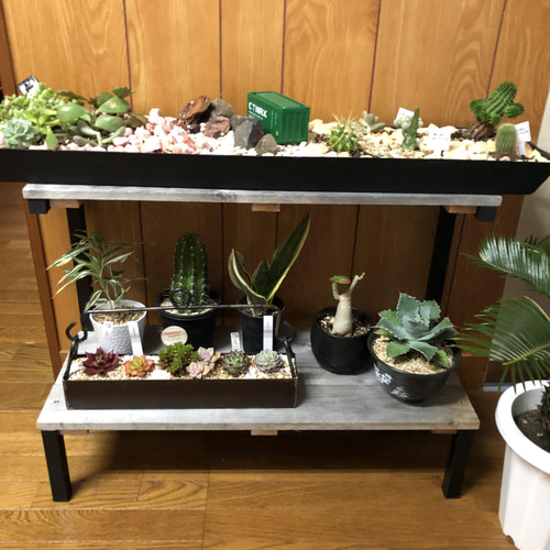 アイアンシェルフ　アイアンラック　スチールラック　植物棚　棚　多肉植物 アイアンシェルフ アイアンラック スチールラック 植物棚 アガベ