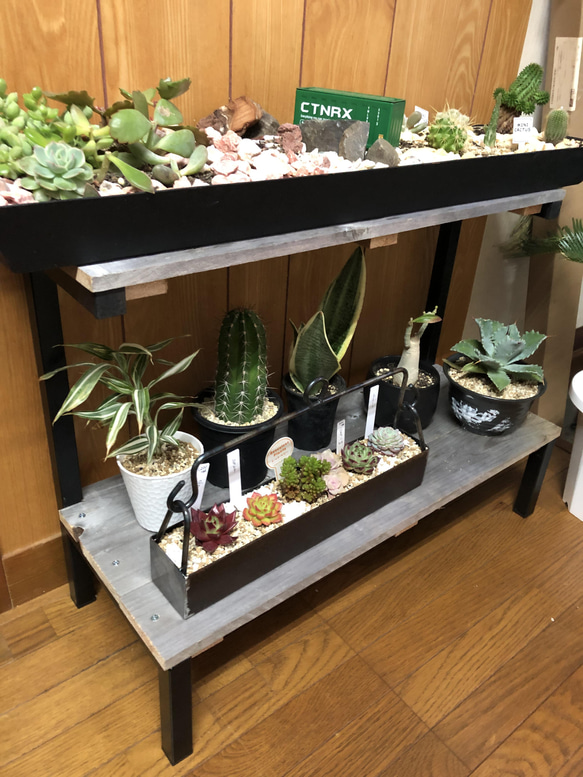 るる　アイアン　家具　シェルフ　棚　植物　ラック 楽天市場】【国内自社生産】ボタニカルラック | SULK 組立式 耐