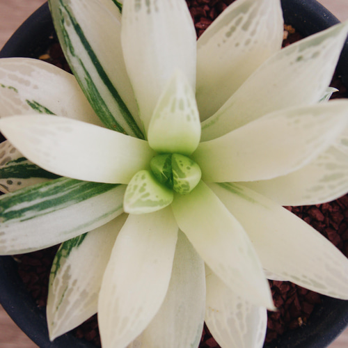 氷砂糖のような姿が美しい「ハオルチア 宝草錦」 デスクトップにおける