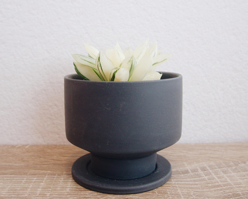 氷砂糖のような姿が美しい「ハオルチア 宝草錦」 デスクトップにおける