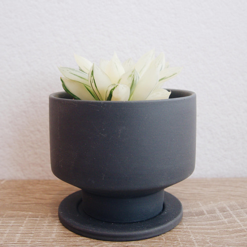 氷砂糖のような姿が美しい「ハオルチア 宝草錦」 デスクトップにおける