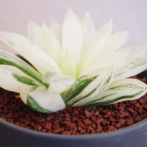 氷砂糖のような姿が美しい「ハオルチア 宝草錦」 デスクトップにおける