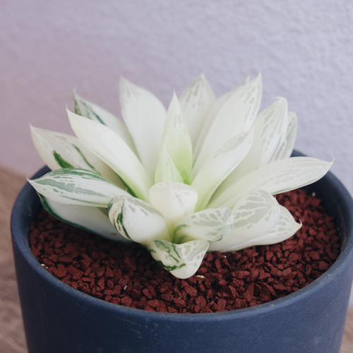 鯖*！様 氷砂糖錦 完璧な糊斑 子株付き ハオルチア 観葉植物 55 鯖