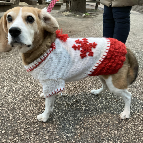 雪の結晶柄セーター中型犬用（現品） ペット服・アクセサリー