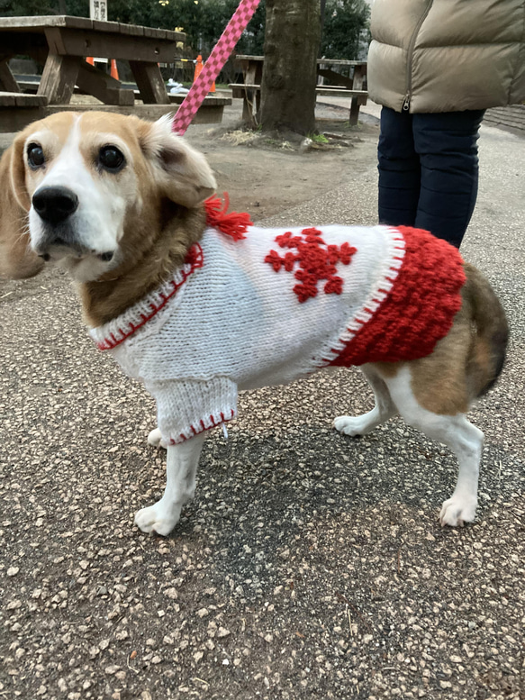 SALE  雪の結晶柄セーター中型犬用（現品） 7枚目の画像