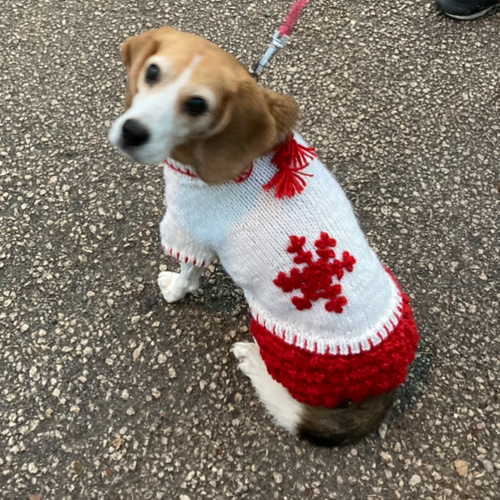 犬服:犬用ニット 雪柄の編込みとケーブルのニット アイボリー M