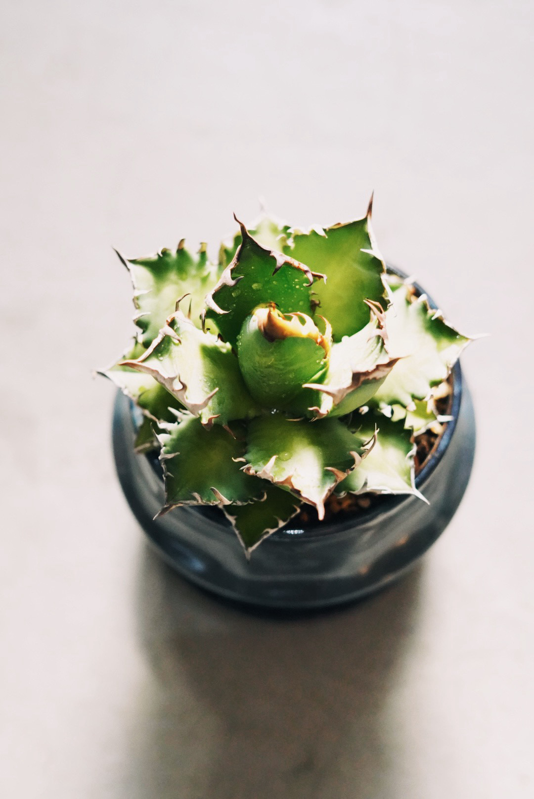 レッドキャットウィーゼル　送料無料　鉢こみ