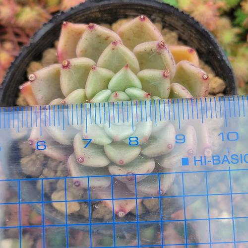 再販】 沙羅姫牡丹hyb 多肉植物 エケベリア その他インテリア