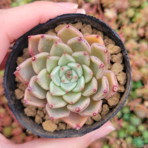 リンゼアナ×ホーリンゼ 札付き 速達便付き 札付き】臼田リンゼアナ