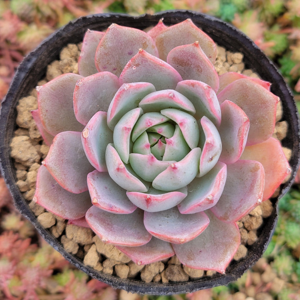 再販】 リンゼアナ 多肉植物 エケベリア その他インテリア雑貨