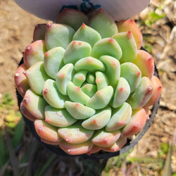 ピンクチップス錦(大苗最強斑入り)多肉植物　エケベリア 1137現物 多肉植物 ピンクチップス 抜き苗 | るる農園~多肉植物専門