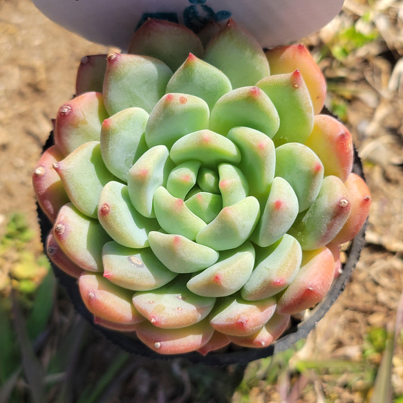 再販】 グリーンアップル 多肉植物 エケベリア その他インテリア