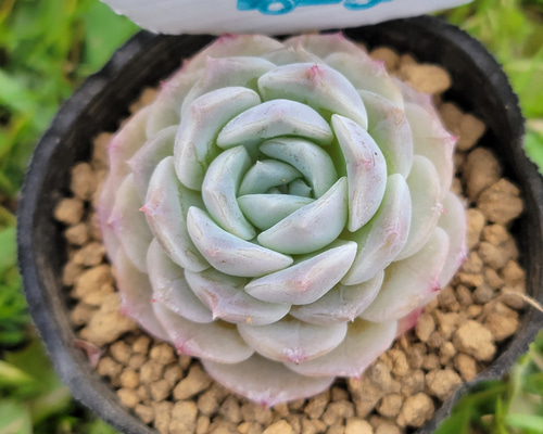 64. 多肉植物 ピュアラブ 800円【抜き苗】 ピュアラブ＊エケベリア＊多肉植物＊抜き苗 多肉植物 ＊N＊ 通販