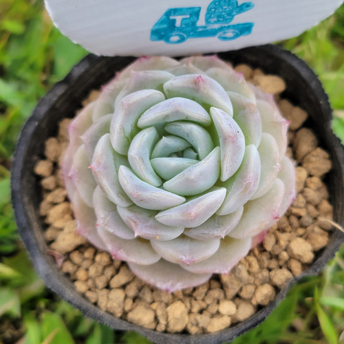 再再販】 ピュアラブ 多肉植物 エケベリア その他インテリア雑貨 多肉