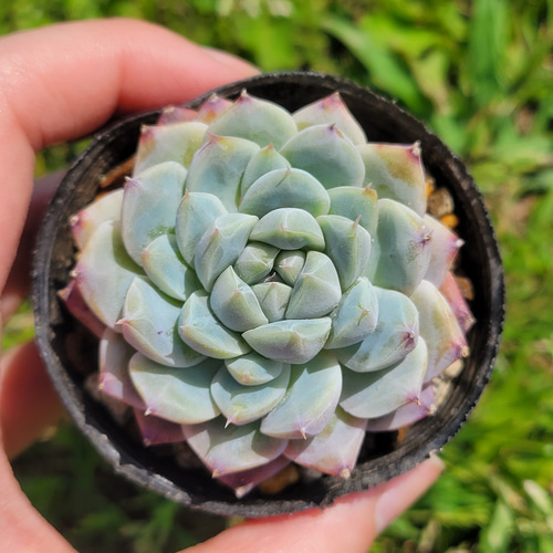 再販】 ドリームスーツ 多肉植物 エケベリア その他インテリア雑貨