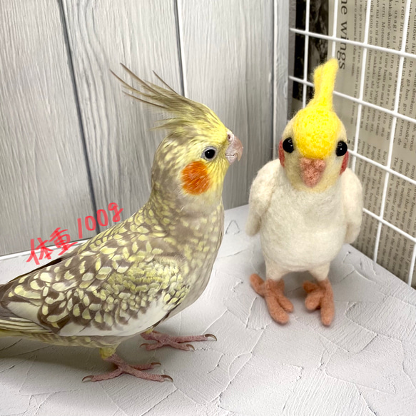 インコちゃんの✩.*˚安心♪天然木のブランコ 選べる２サイズ　小型〜中型向け 6枚目の画像