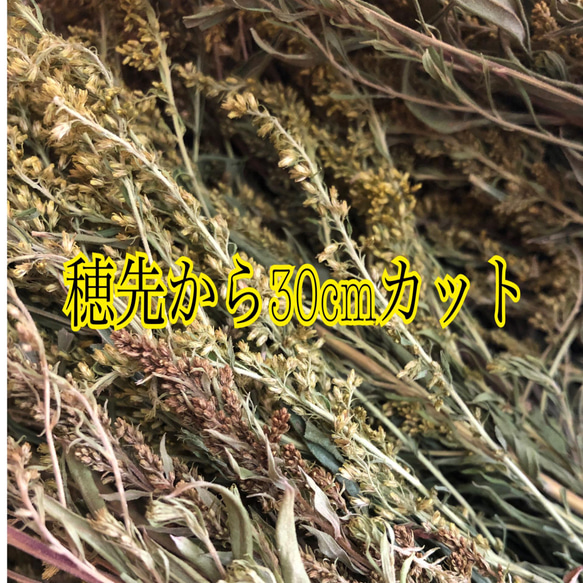 背高泡立草　　10g×18袋  セイタカアワダチソウ 3枚目の画像