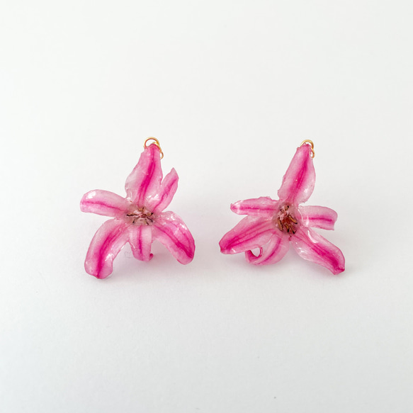 ヒヤシンス　ピンク　イヤリング（ピアス）✳︎生花のアクセサリー 2枚目の画像