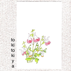 チェリーセージと桜と浮かぶ猫のイラストポストカード4枚セット　　送料無料 5枚目の画像