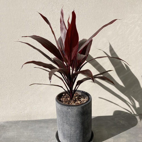 ♪再入荷♪赤い葉が特徴のコルジリネ アイチアカ オシャレな陶器鉢植