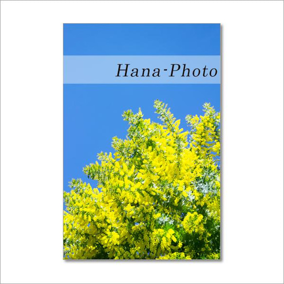 1507）春はミモザ   ポストカード5枚組 5枚目の画像