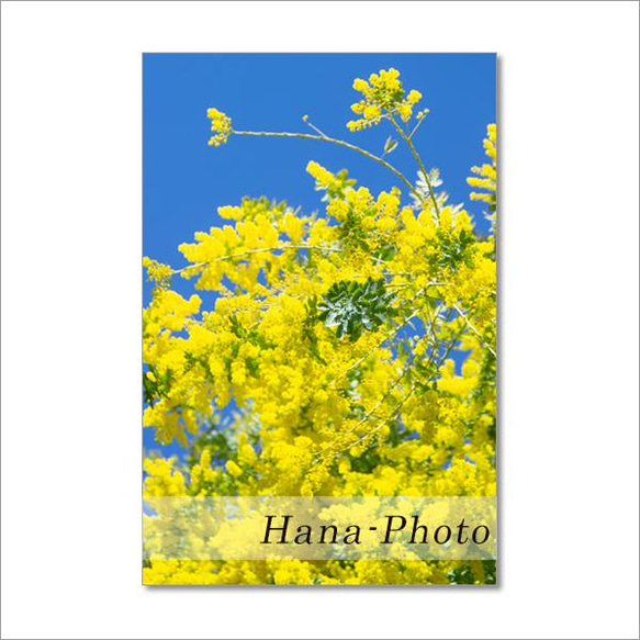 1507）春はミモザ   ポストカード5枚組 2枚目の画像