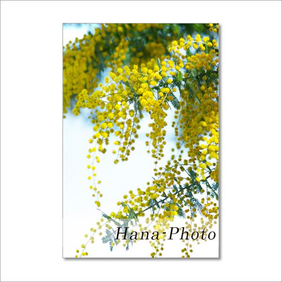1507）春はミモザ   ポストカード5枚組 3枚目の画像