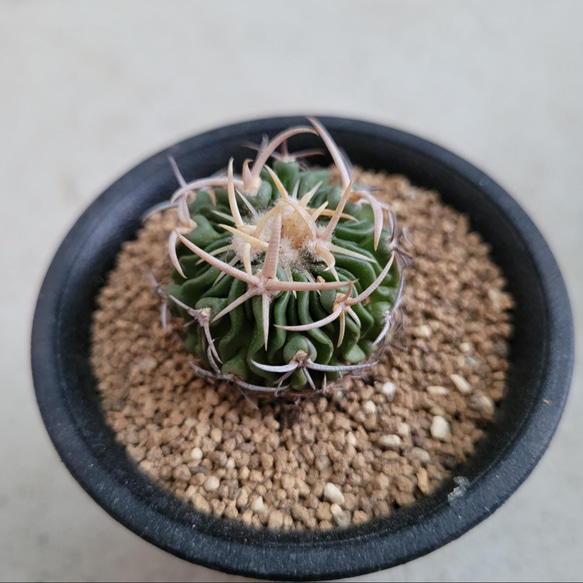 多肉植物❤サボテン❤大角玉❤抜き苗 その他インテリア雑貨 ✰Pan 