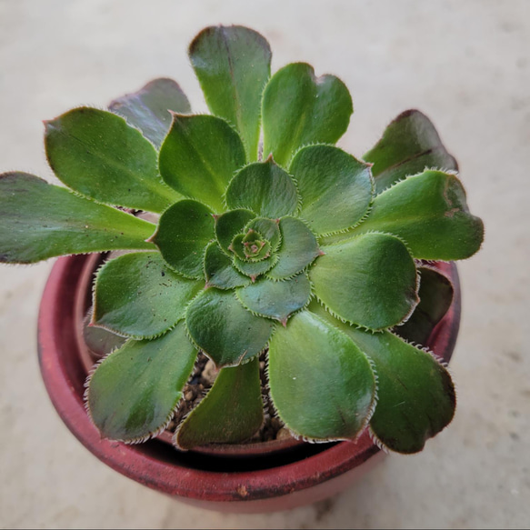 多肉植物❤アエオニウム❤まだら法師❤抜き苗 その他インテリア雑貨 