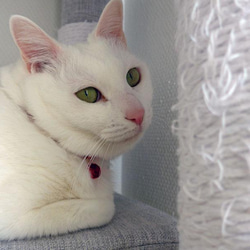 猫の首輪　トリミングブレード　カンヌキ 9枚目の画像