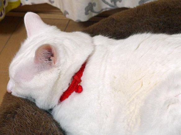 猫の首輪　トリミングブレード　カンヌキ 8枚目の画像
