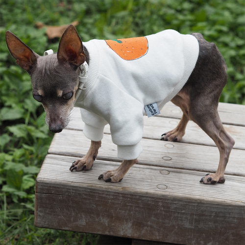 犬服 SS わんこの普段着 くまの散歩 Gap公式オンラインストア | GAPロゴ