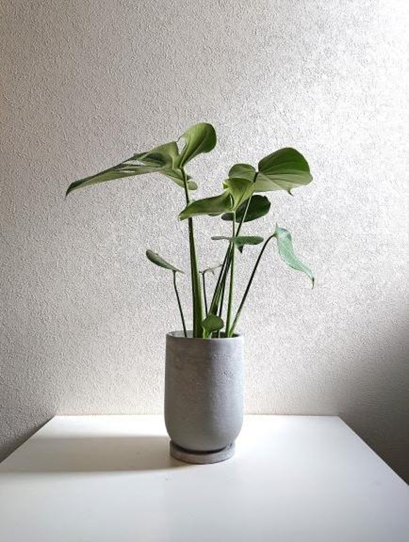 ○現品○新作○ ”モンステラ 鉢/受け皿セット（セメント製）”観葉植物