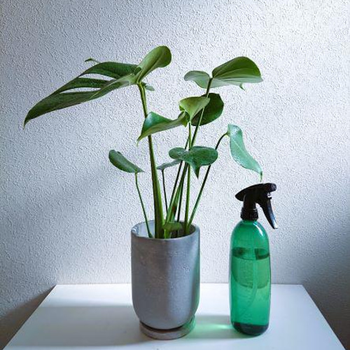 ○現品○新作○ ”モンステラ 鉢/受け皿セット（セメント製）”観葉植物