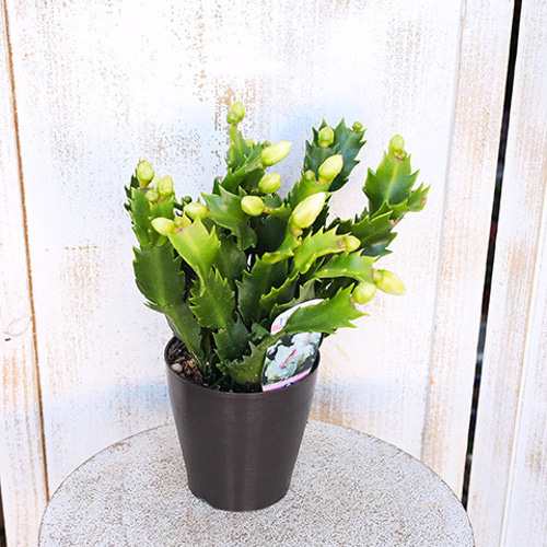 再入荷鉢花 デンマークカクタス パールウェーブ 4号 ホワイト 美しい