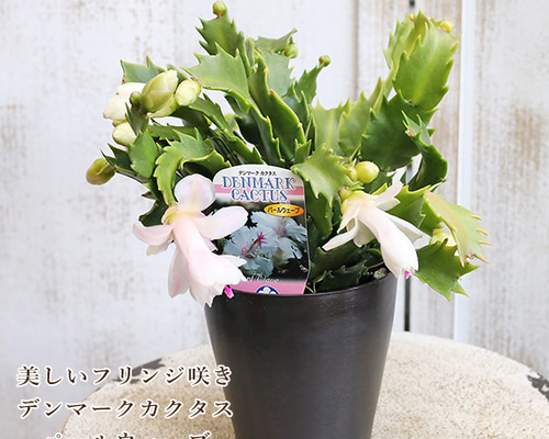 dfd0bd9ad3f44d79b0fc6c247886e1