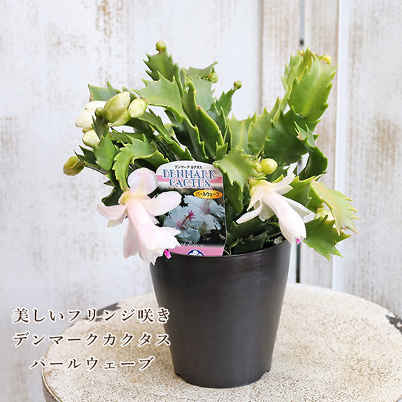 再入荷鉢花 デンマークカクタス パールウェーブ 4号 ホワイト 美しい