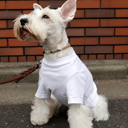 わんちゃん用 こいのぼりＴシャツ 犬 DOG わんこ  犬服 3枚目の画像