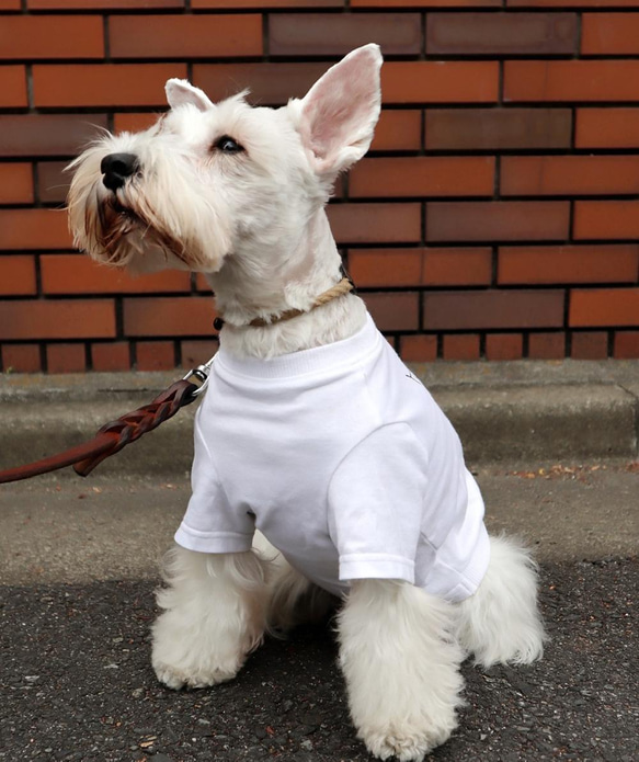 わんちゃん用 こいのぼりＴシャツ 犬 DOG わんこ  犬服 3枚目の画像