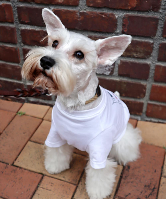 わんちゃん用 こいのぼりＴシャツ 犬 DOG わんこ  犬服 4枚目の画像