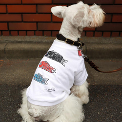 わんちゃん用 こいのぼりＴシャツ 犬 DOG わんこ  犬服 1枚目の画像