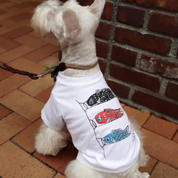 わんちゃん用 こいのぼりＴシャツ 犬 DOG わんこ  犬服 2枚目の画像