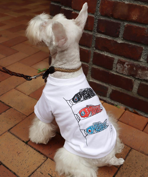 わんちゃん用 こいのぼりＴシャツ 犬 DOG わんこ  犬服 2枚目の画像