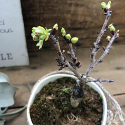 一才桜♡即完売♡テーブルで楽しむ♡旭山♡ガーデニング♡観葉植物 9枚目の画像