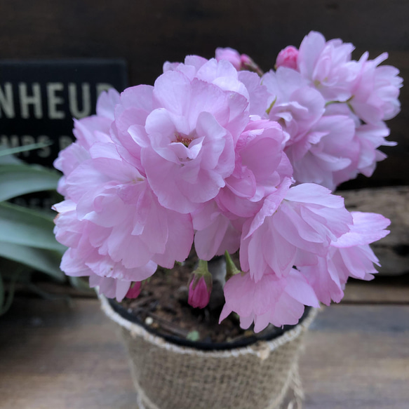 一才桜♡即完売♡テーブルで楽しむ♡旭山♡ガーデニング♡観葉植物 11枚目の画像