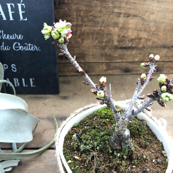 一才桜♡即完売♡テーブルで楽しむ♡旭山♡ガーデニング♡観葉植物 14枚目の画像