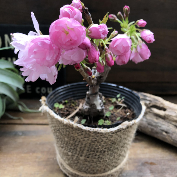 一才桜♡即完売♡テーブルで楽しむ♡旭山♡ガーデニング♡観葉植物 7枚目の画像