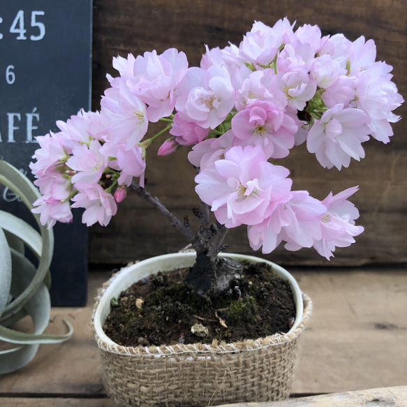 一才桜♡即完売♡テーブルで楽しむ♡旭山♡ガーデニング♡観葉植物 13枚目の画像